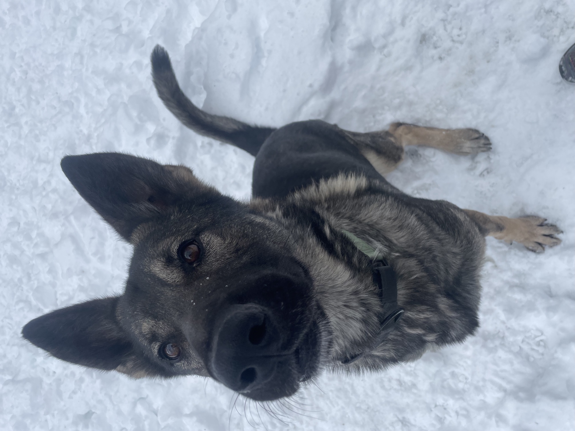 Gunner standing in the snow and looking toward the camera